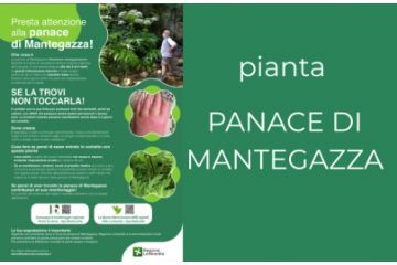 Allerta Ustioni causate dalla pianta PANACE DI MANTEGAZZA (Heracleum mantegazzianum)